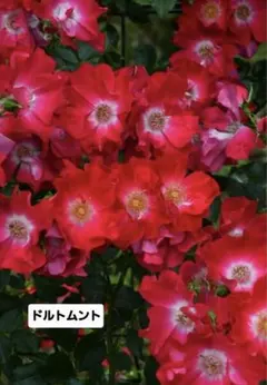 けんのすけ様 リクエスト 2点 まとめ商品