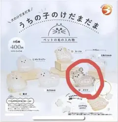 うちの子のけだまだま チワワ