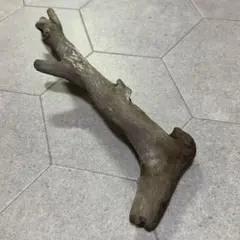 流木 約35cm 枝状