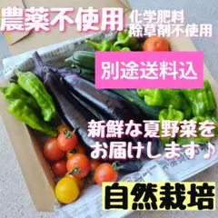 【箱数限定】農薬不使用 化学肥料不使用 除草剤不使用 野菜詰め合わせのサムネイル