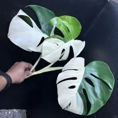 2025年最新】モンステラ斑入りの人気アイテム - メルカリ