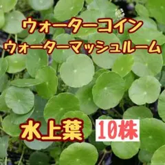 ①水草　ウォーターコイン10株　水上葉　アクアリウム　ボトルアクア　無農薬　郵送のサムネイル