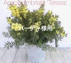 バーディー様 リクエスト 2点 まとめ商品