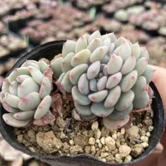 smily♡様 リクエスト 2点 まとめ商品