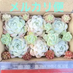 2026年最新】レッドベリー 錦の人気アイテム - メルカリ