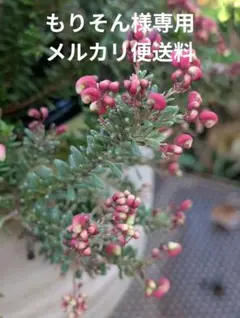 もりそん様専用