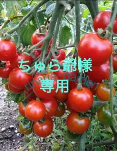 ちゅら爺様専用