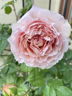 挿木苗　バラ苗　発根済み