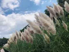 Item thumbnail for item a0298f40-b64d-4166-ba94-486beece9244