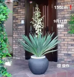 3点 キミガヨラン グロリオサ 楽天市場】ユッカ グロリオサの通販