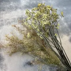 ドライフラワー花材セット