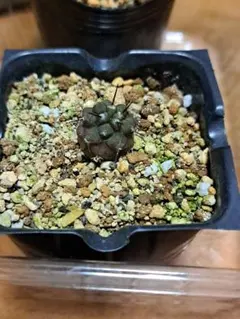 2025年最新】黒王丸 実生の人気アイテム - メルカリ