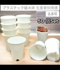 在庫処分価格　プラ鉢　50個　ポット　2.5号　スリット鉢　植木鉢　ホワイトのサムネイル