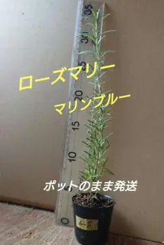 【6-S】まっすぐ伸びました25㌢ローズマリー苗　品種マリンブルー苗
