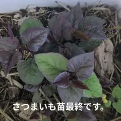 YASKOSI7様専用さつまいも苗６苗マロンゴールド?安納黄金?