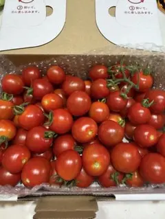 和歌山県産 キャロルセブン 約1.2kg（箱込み）農薬不使用 完熟 ミニトマトのサムネイル