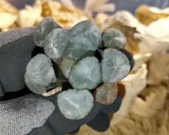 ハオルチア　万象　蜃気楼　ミラージュ　ランダム一株