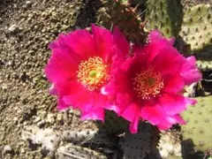 opuntia rhodantha nigra オプンチア サボテン 多肉植物 - メルカリ