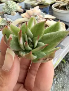 多肉植物 錦 ブラックローズ錦 カキコ カット苗 - メルカリ
