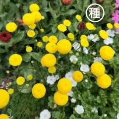 しぃ(⁠*⁠˘⁠︶⁠˘⁠*⁠)⁠.*⁠♡様 リクエスト 2点 まとめ商品