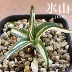 速達【3000取引感謝企画】アガベ　氷山　白中斑　TC 鉢ごと発送　屋外管理 2025年最新】氷山 中斑の人気アイテム - メルカリ