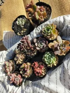 多肉植物＊ミニ苗12品種セット＊G　根付き抜き苗カット苗セダムエケベリア