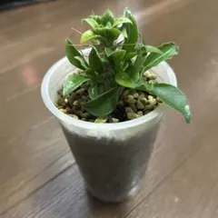 P.willinckii Nano dwarf spore 0507 - メルカリ