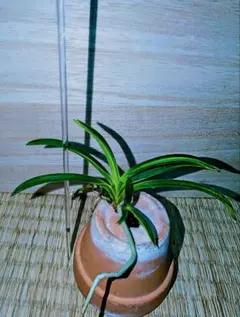 2026年最新】富貴蘭 本の人気アイテム - メルカリ