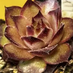 Cuba刻印 ジングル付きタンバリン 直径約20cm - メルカリ