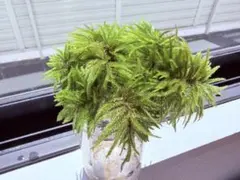 ☆タチカズラ☆フレッシュ ☆ オリーブ・ピスタチオグリーン*: - メルカリ