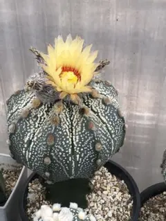 きろ様 リクエスト 3点 まとめ商品