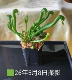 ⬛️速達 Darlingtonia ダーリングトニア 食虫植物 - メルカリ