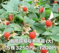 ⭐️⭐️木苺抜き苗(大株)5株⭐️⭐️ 3250円→1200円 草苺 クサイチゴ 野苺