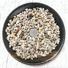 貝殻 シーシェル 小サイズ 約50g