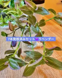 【カット苗】トラディスカンティア 斑入り 発根済み 7本のサムネイル