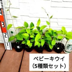 ぐいうー様 リクエスト 2点 まとめ商品