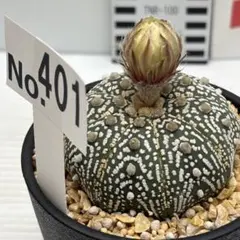 １２年目の実生ミラクル兜　超大株　直径約10、5ｃｍ　現株・鉢ごと発送　義援金 12年目の実生ミラクル兜 超大株 直径約10、5cm 現株・鉢ごと