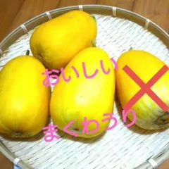 まくわうり　4つ　おいしい　送料込みのサムネイル