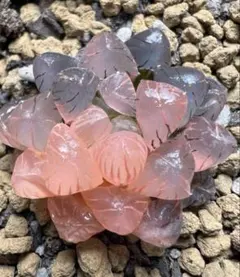 み*よ様 多肉植物　ハオルチア　OB-1オブツーサ錦　鮮明錦　極上斑