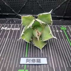 チルト様 リクエスト 3点 まとめ商品