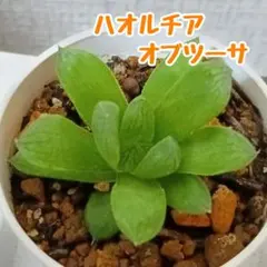 ハオルチア　オブツーサ　抜き苗　第四種郵便のサムネイル