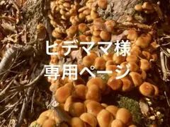 天然なめこ ヒデママ様専用ページ