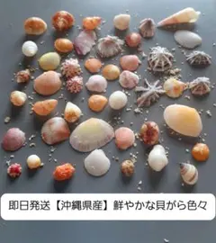 お買い得！アクアリウム素材やクラフトパーツ【沖縄県産】天然多色貝殻 50個セット