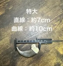 シロクマ 爪 ホッキョクグマ 熊の爪 ベアクロー 剥製 - メルカリ