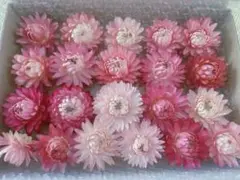 ヘリクリサム　ドライフラワー　　　　　　　　　濃いピンク〜薄めピンクセット