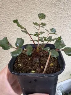 珍奇塊根植物ボスウェリア フレレアナ実生株 鉢ごと発レア品種12