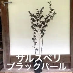 大人気品種☆サルスベリ ブラックパール ルビー1.8M(鉢底から)品番C