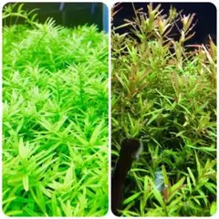 メルカリ便 xyris sp red 水中葉大株1株 水草 ADA 水槽 - メルカリ