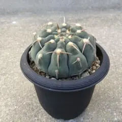 2025年最新】ギムノカリキウム バッテリーの人気アイテム - メルカリ