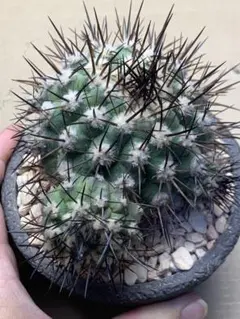 2026年最新】copiapoaの人気アイテム - メルカリ